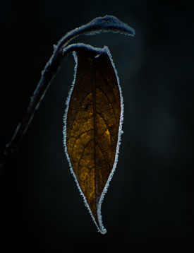 koop_leaf